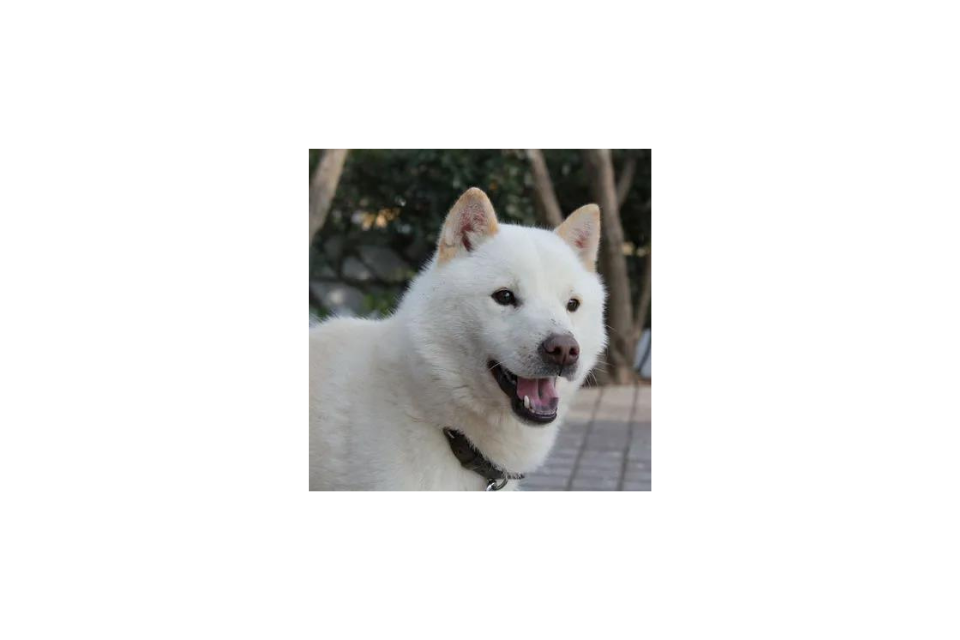 除了柴犬和秋田犬,日本原产犬还有这些!