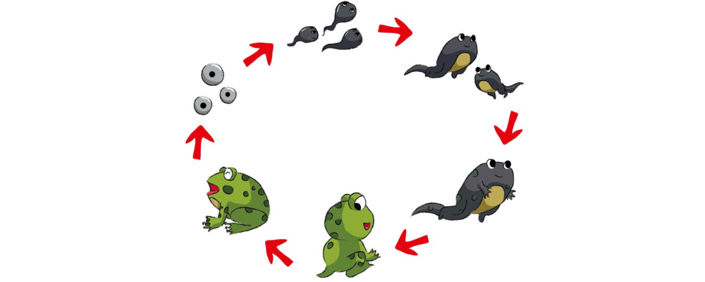 小蝌蚪到青蛙的生长变化过程的记录