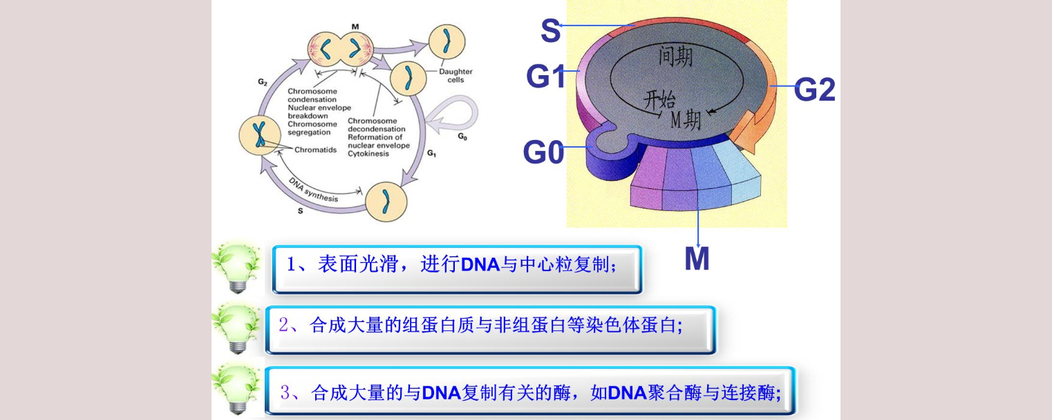 g1期g2期s期和m期分别是什么