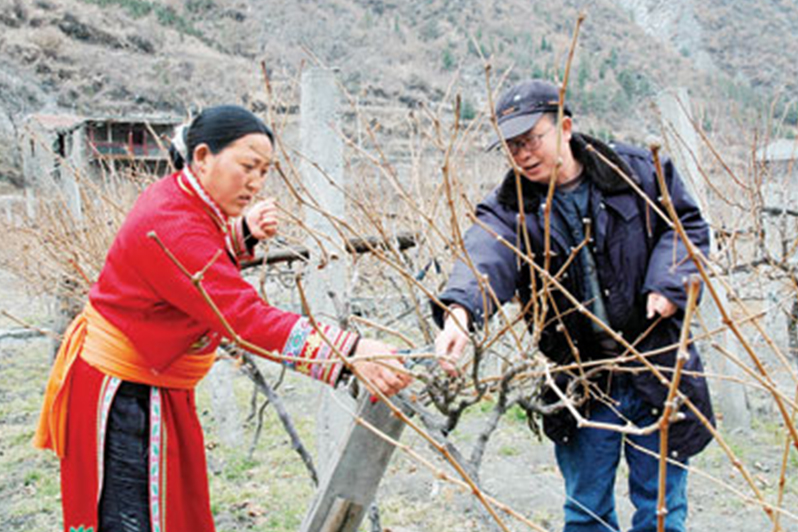 村书记和村长的区别