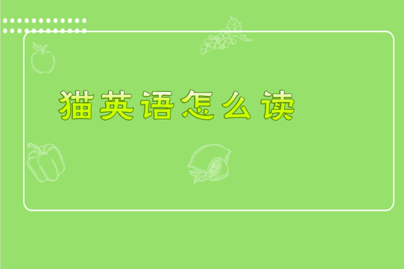 猫英语怎么读