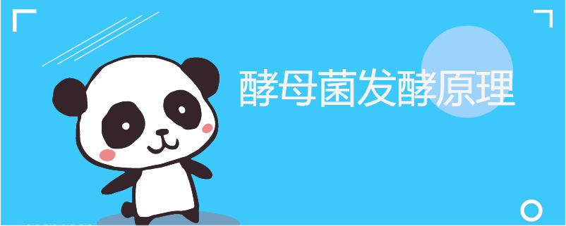 酵母菌发酵原理