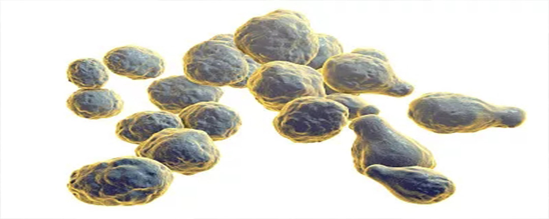酵母菌是真核生物吗