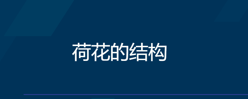 荷花的结构