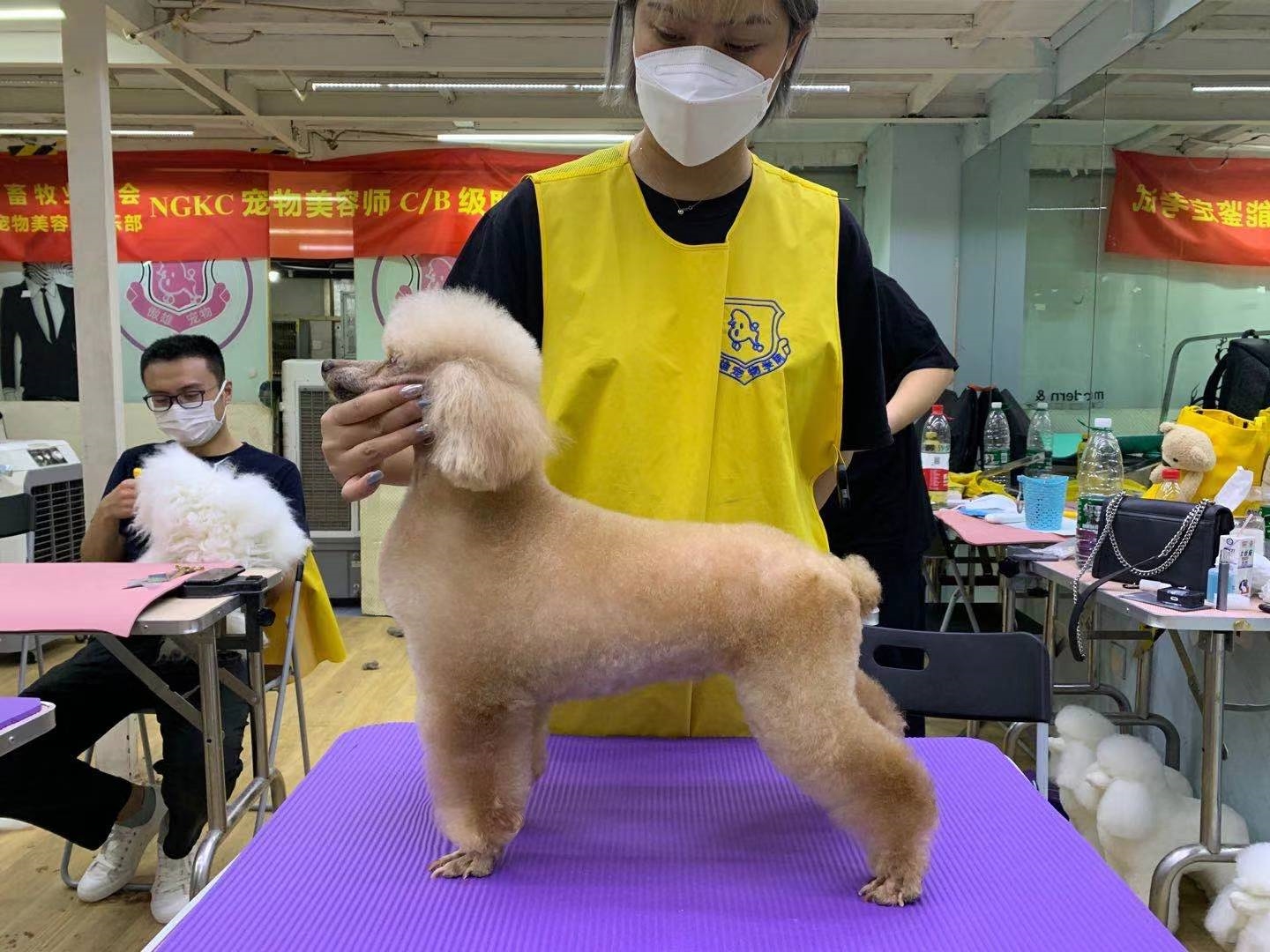 对比了很多家宠物美容师培训学校后,这家学校聊的是最专业的,老师给