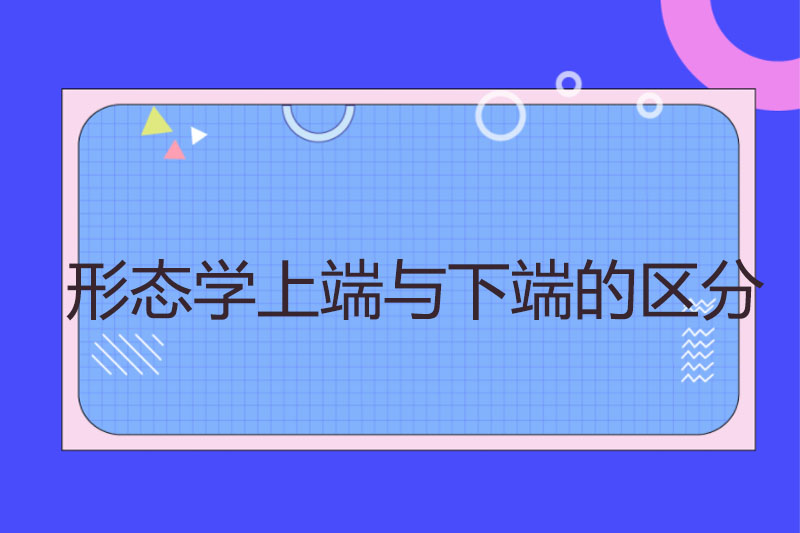 形态学上端与下端的区分