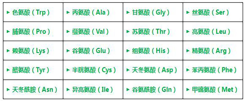 二十种氨基酸缩写图片