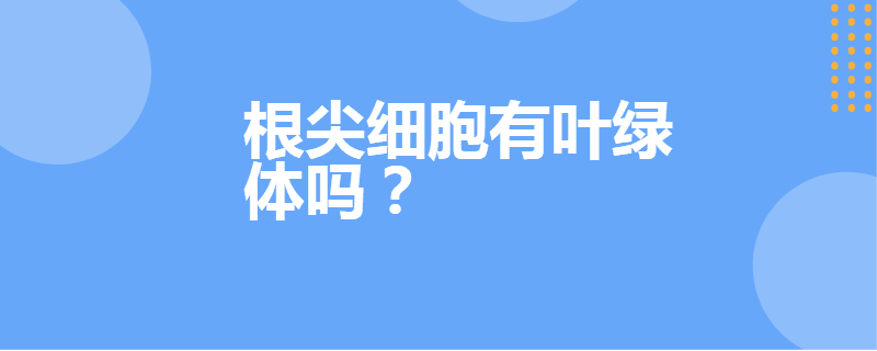 根尖细胞有叶绿体吗?