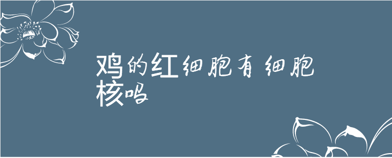 鸡的红细胞有细胞核吗