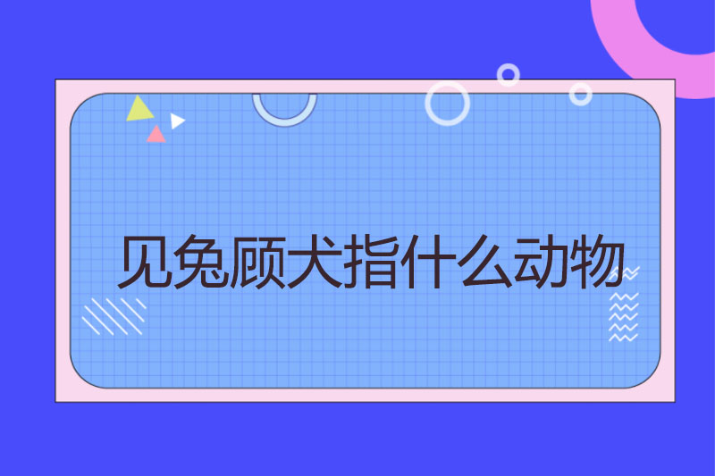 见兔顾犬指什么动物