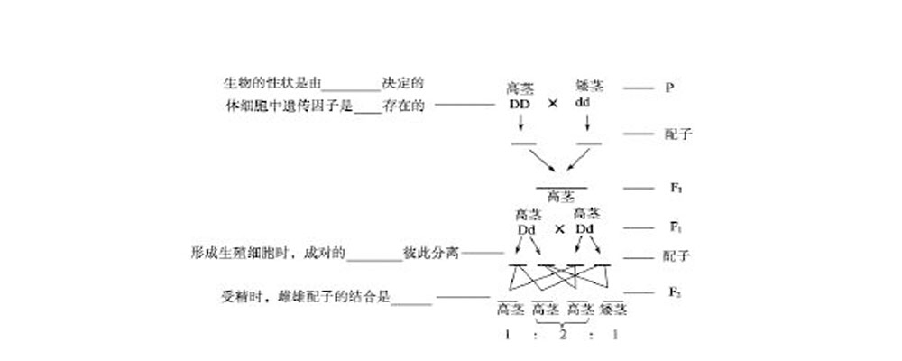 孟德尔的演绎推理过程