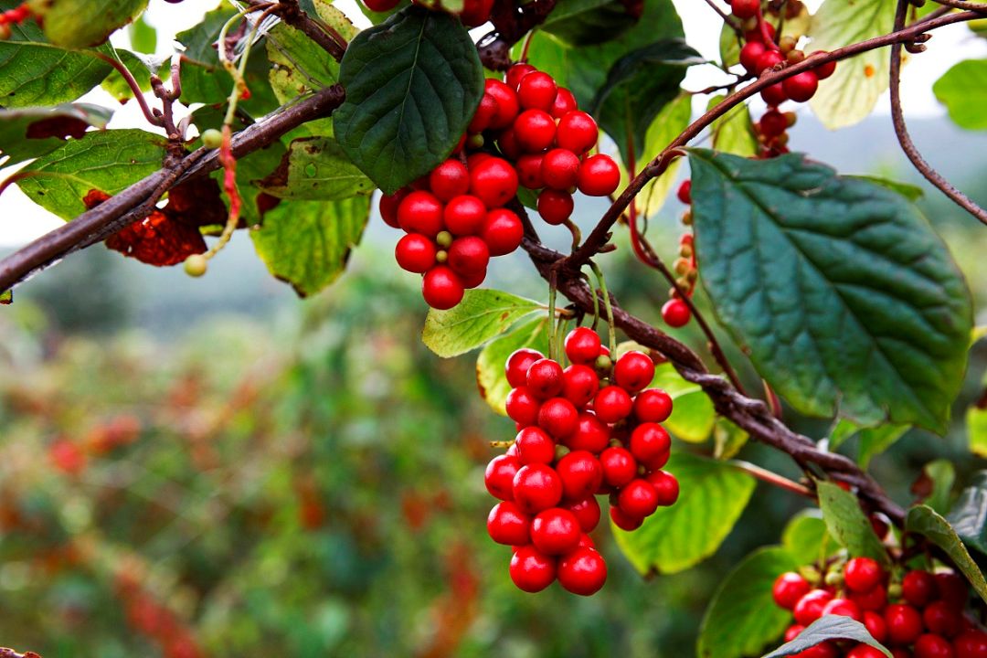 含乌头类的中成药 口诀为:三瓜整天去追风消金,又服喽.