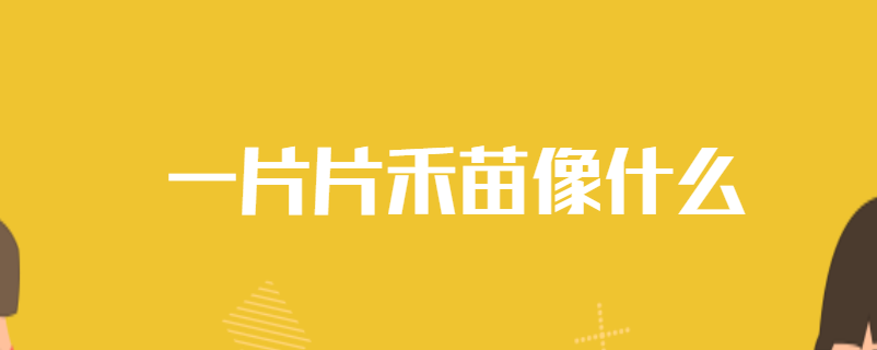 一片片禾苗像什么