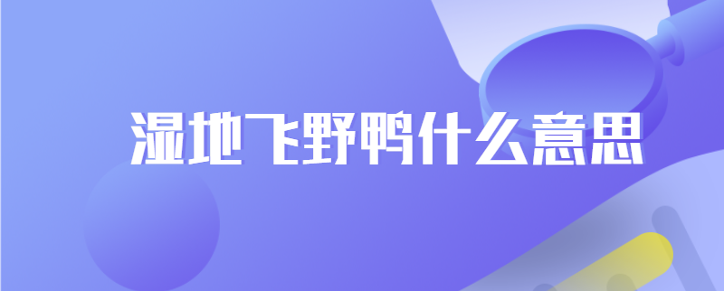 湿地飞野鸭什么意思